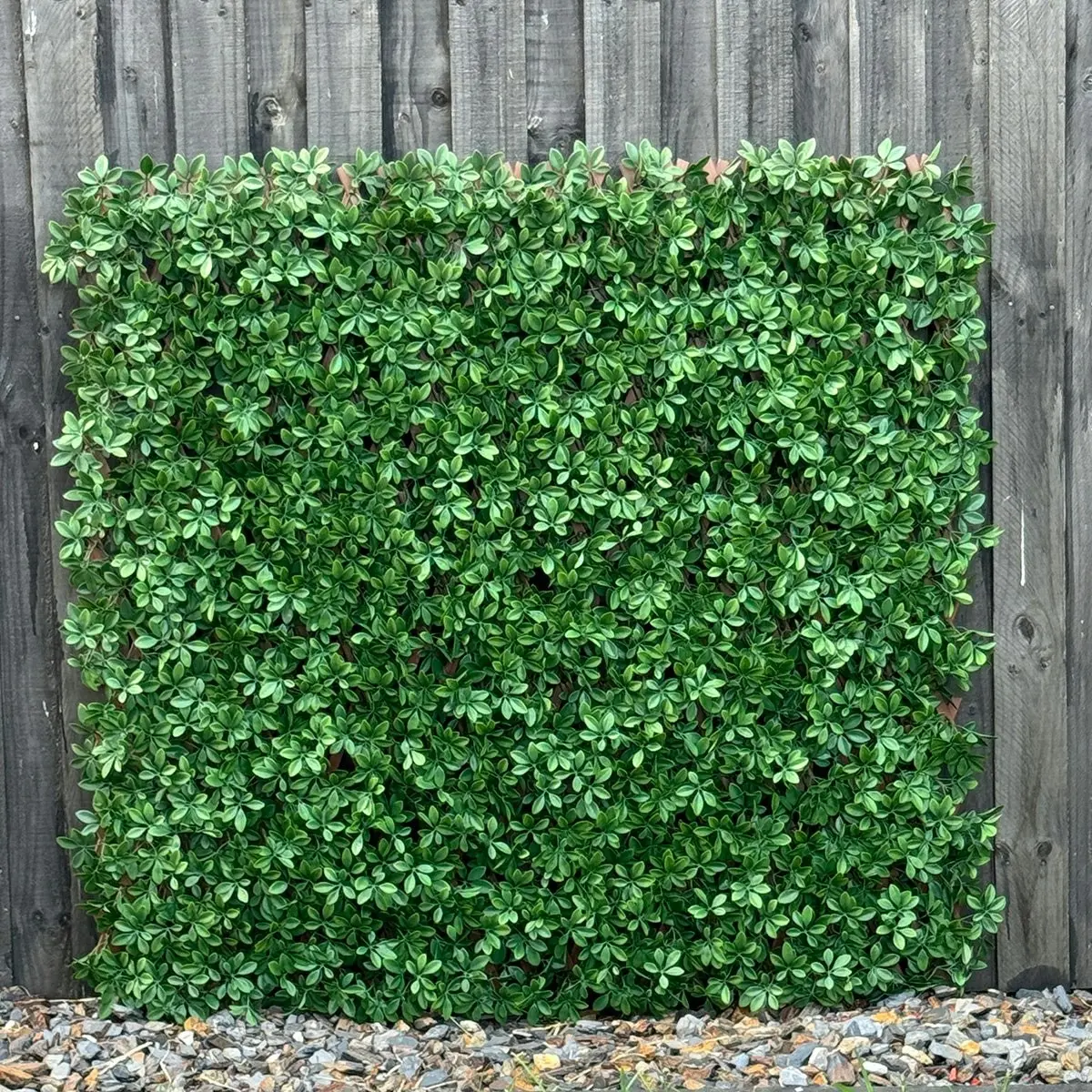 Expanding Trellis Screening - UV Protected Dark Green Barberry