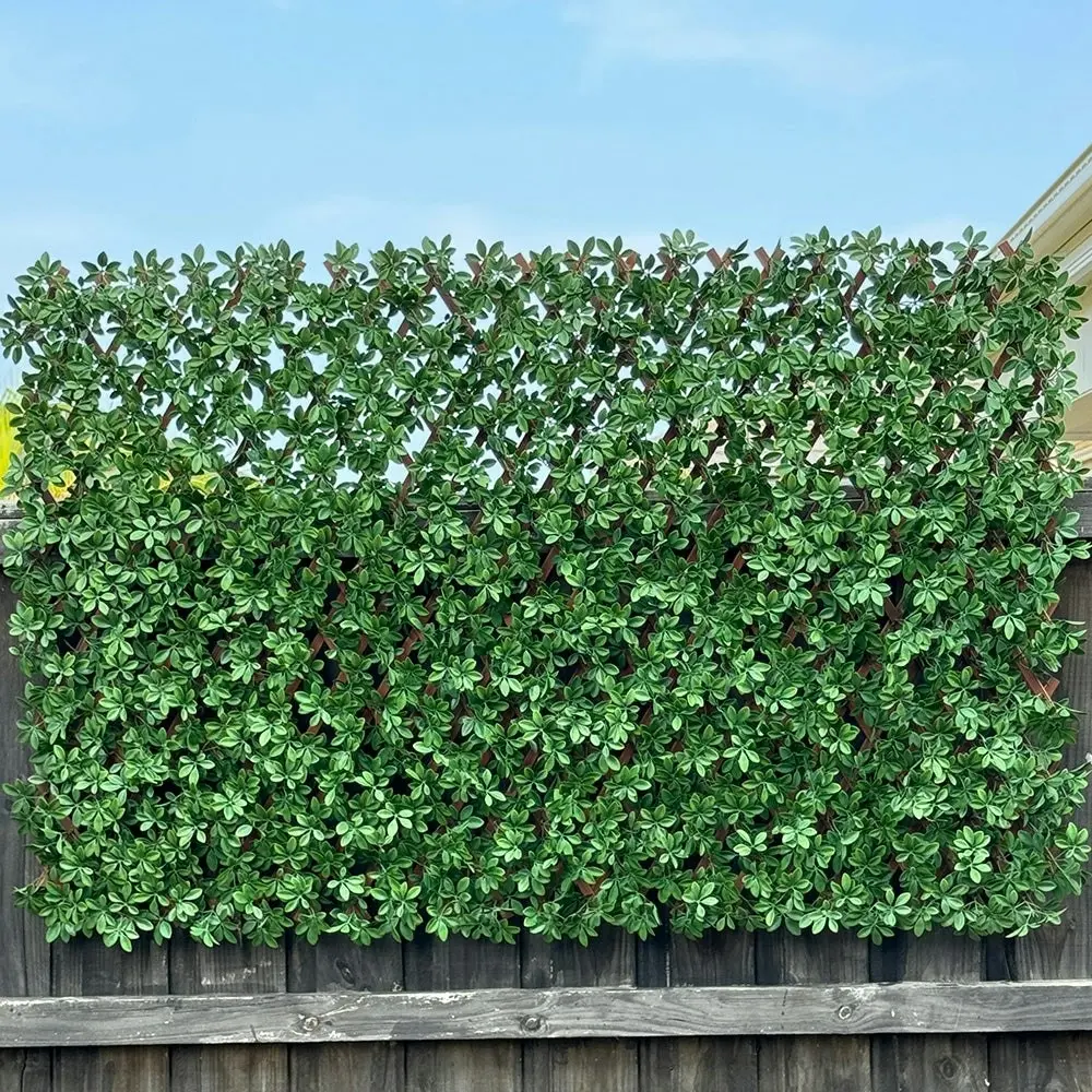 Expanding Trellis Screening - UV Protected Dark Green Barberry