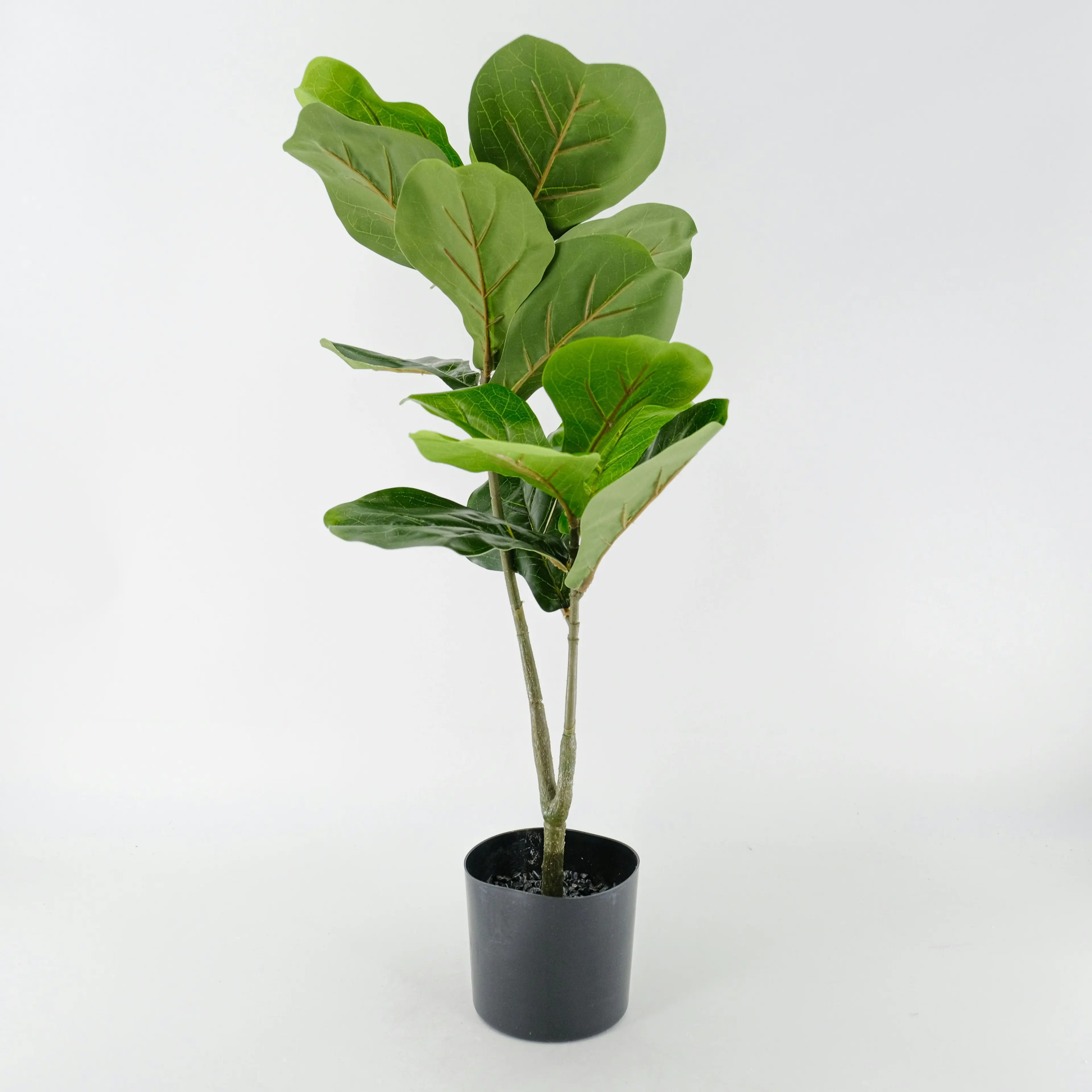 6 x Fiddle Leaf Fig Plants 70cm