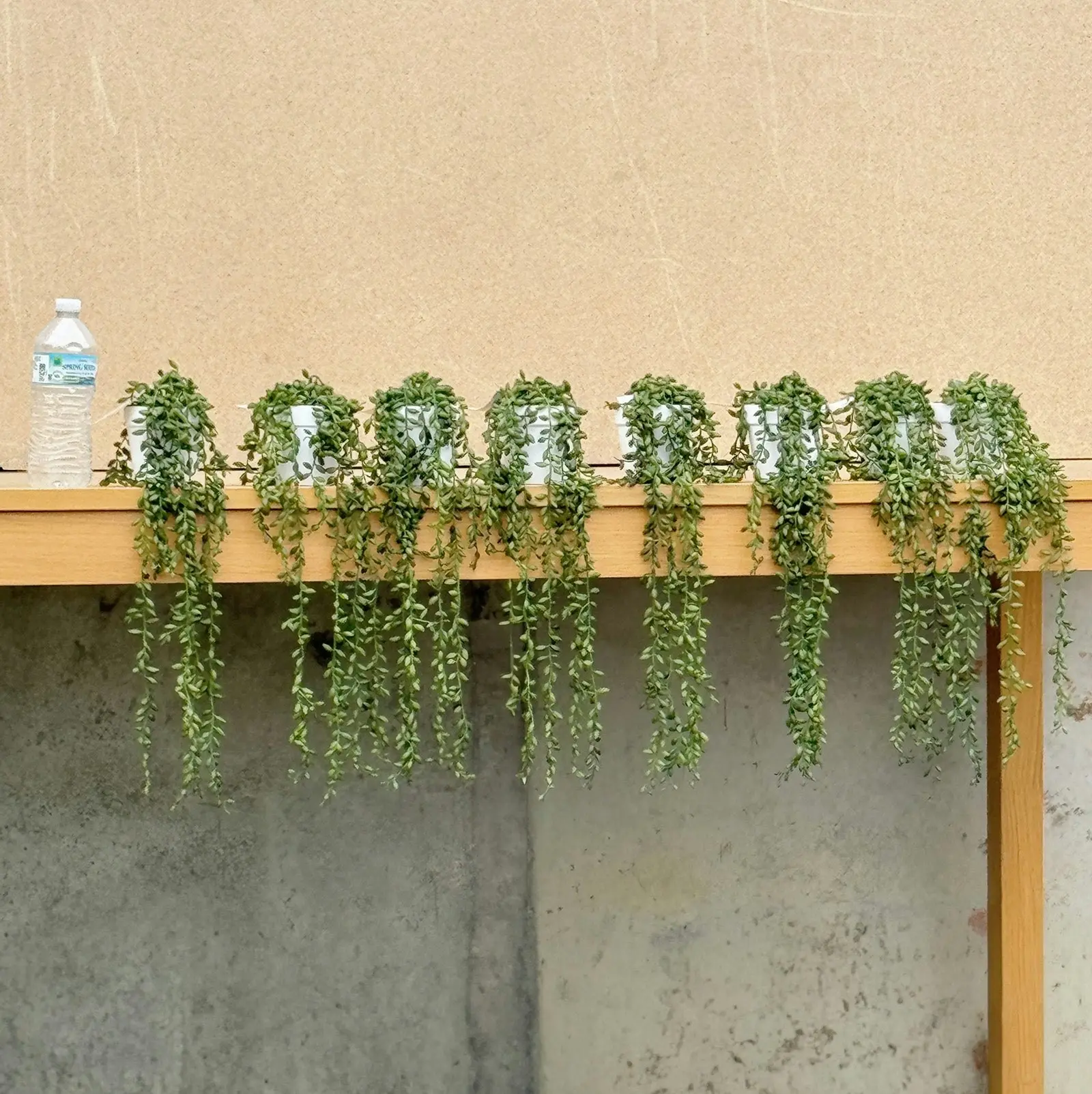 8 pots of Artificial String of Pearls Trailing Plants 55cm