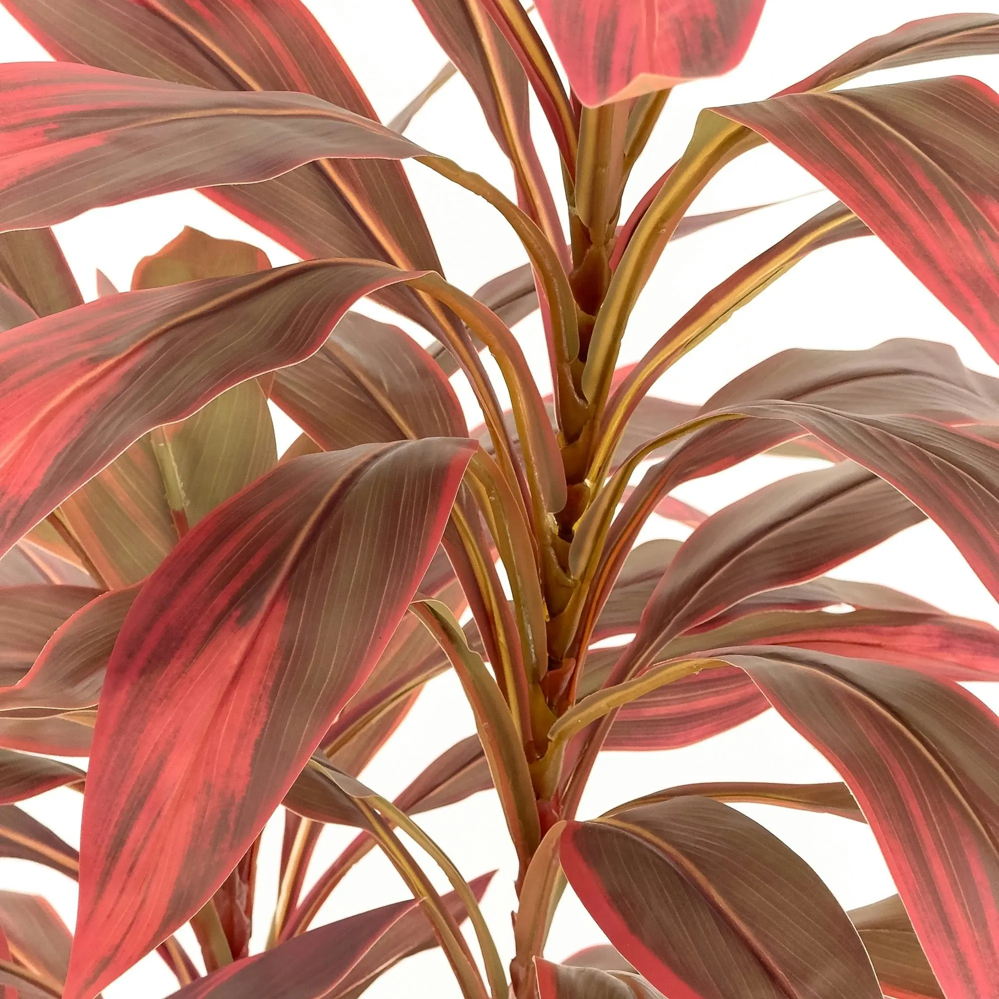 Dracaena Plant Burgundy Leaves 120cm