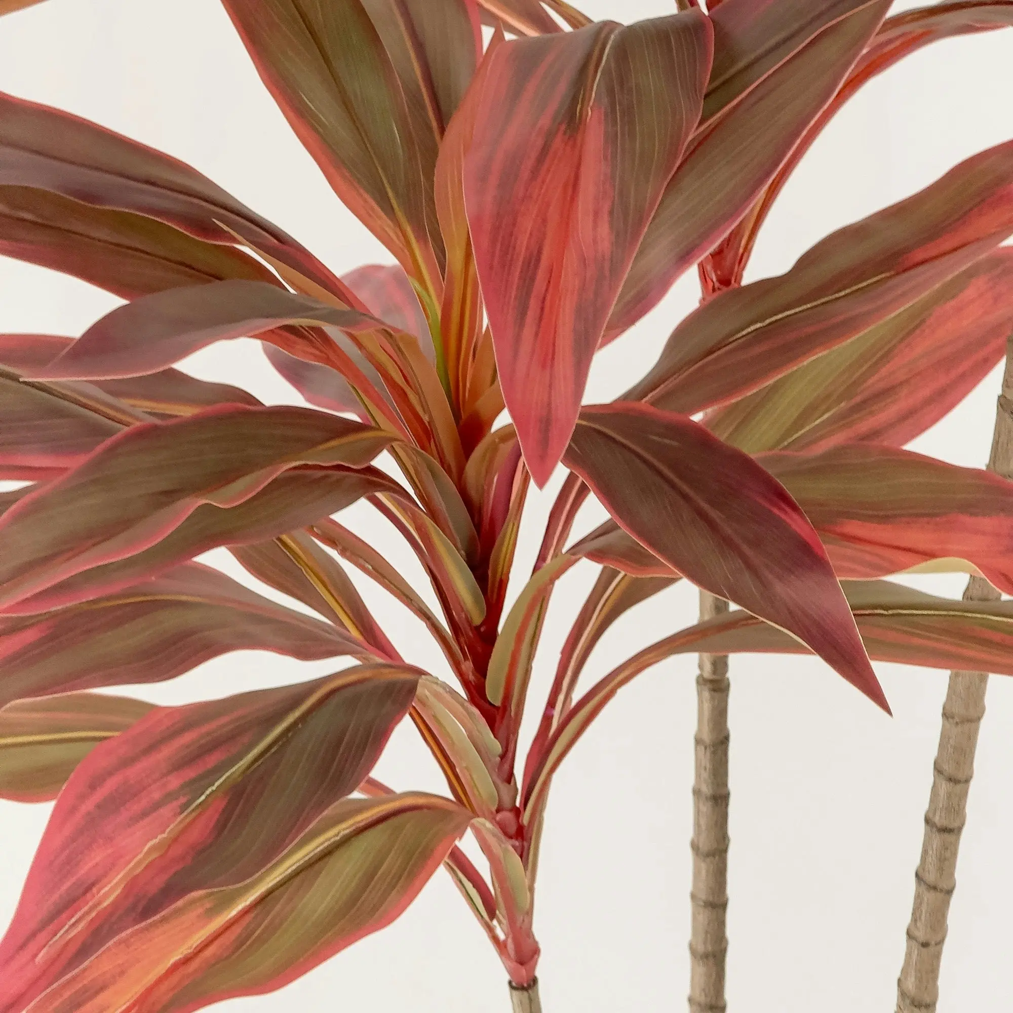 Dracaena Plant Burgundy Leaves 120cm