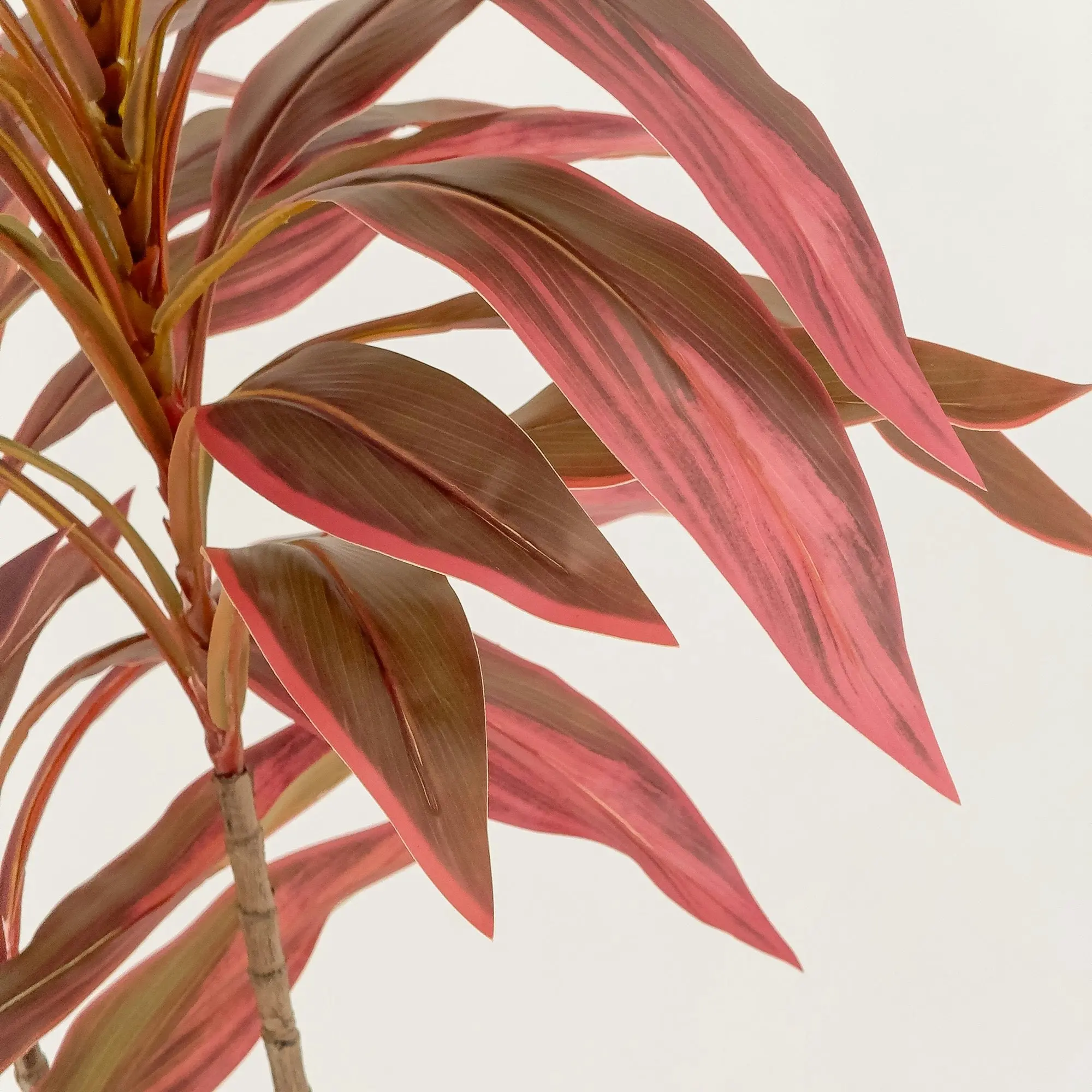 Dracaena Plant Burgundy Leaves 120cm