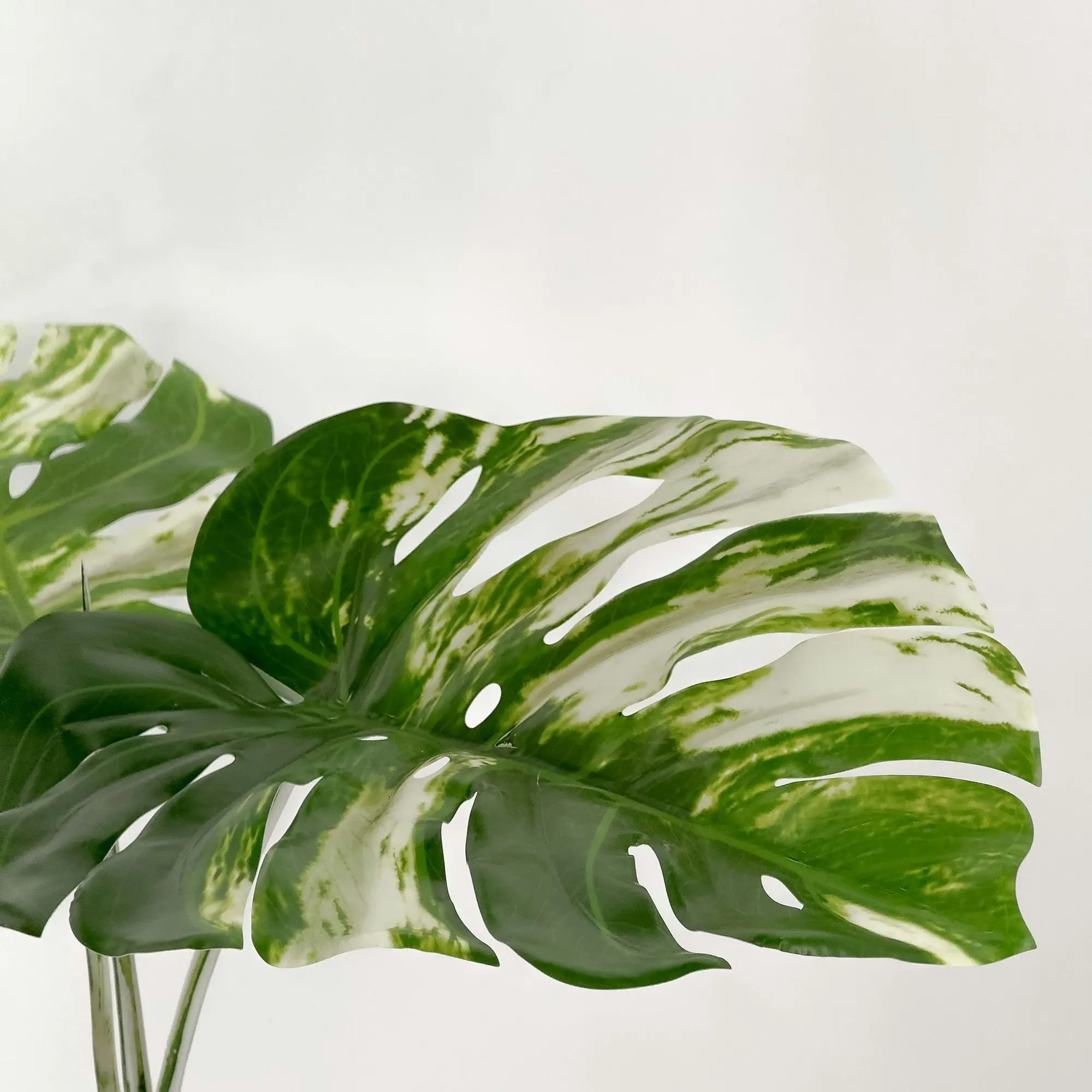 Large Artificial Variegated Monstera Plant 120cm