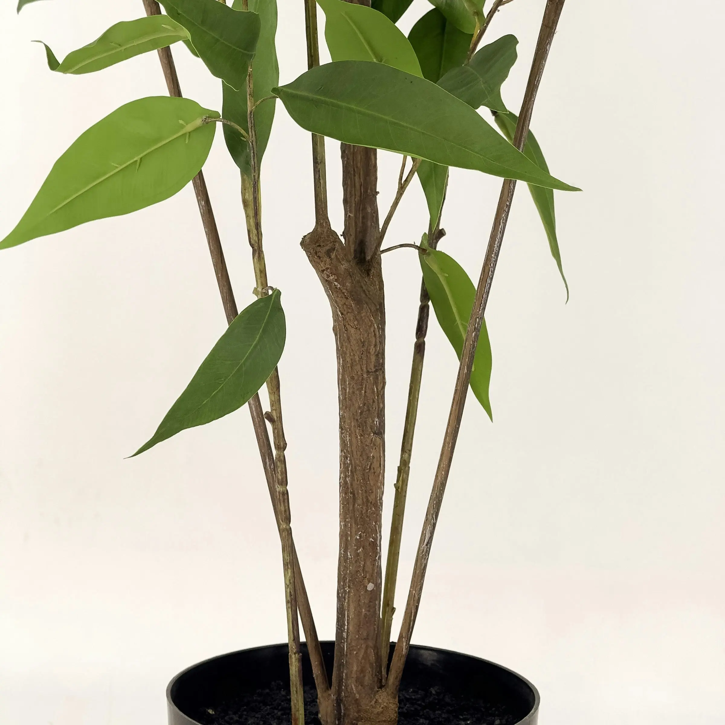 Artificial Lemon Eucalyptus gum Tree 150cm