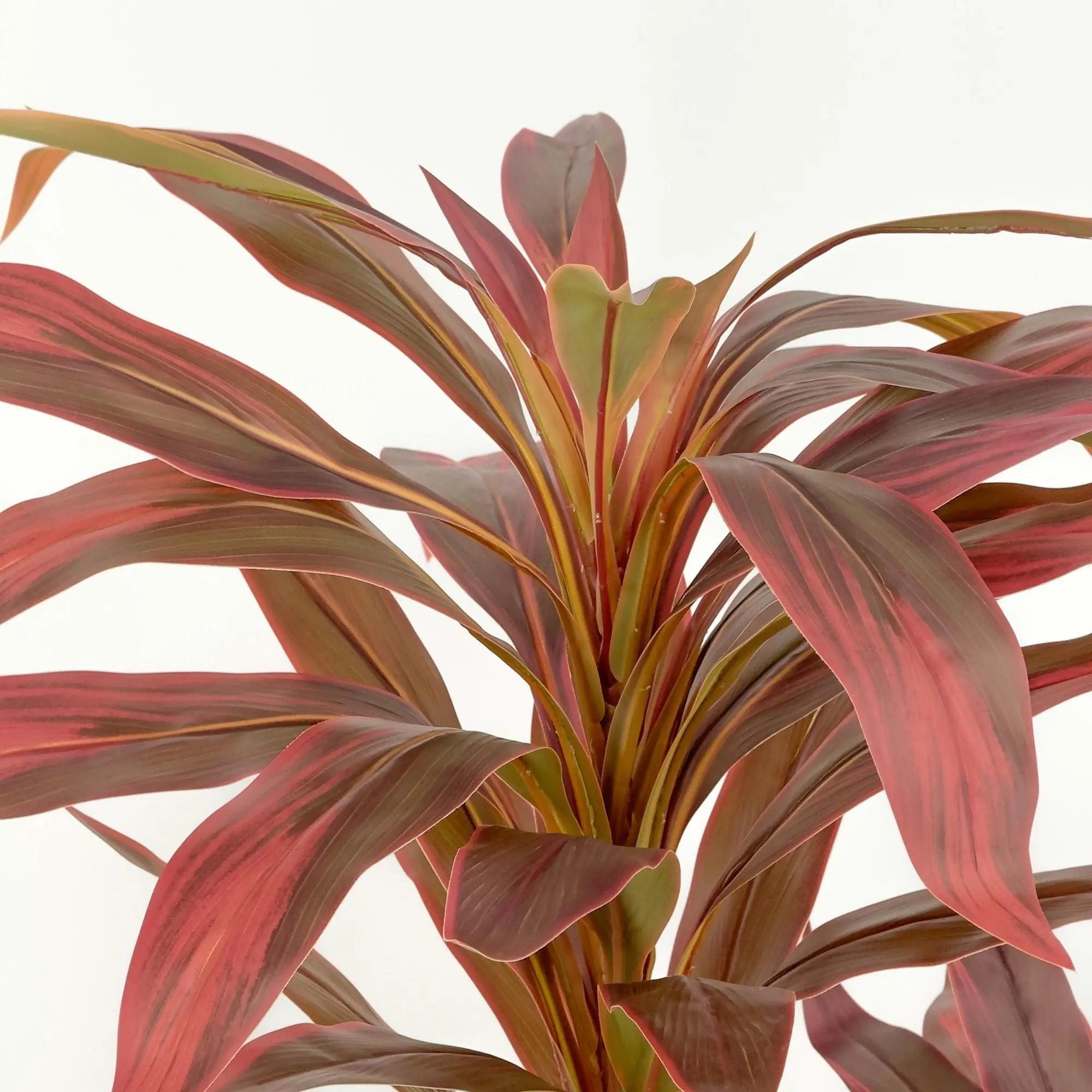 Dracaena Plant with red leaves 150cm