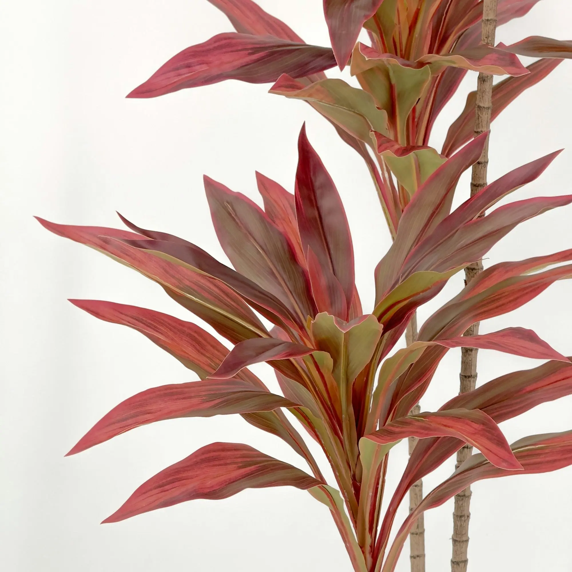 Dracaena Plant with red leaves 150cm