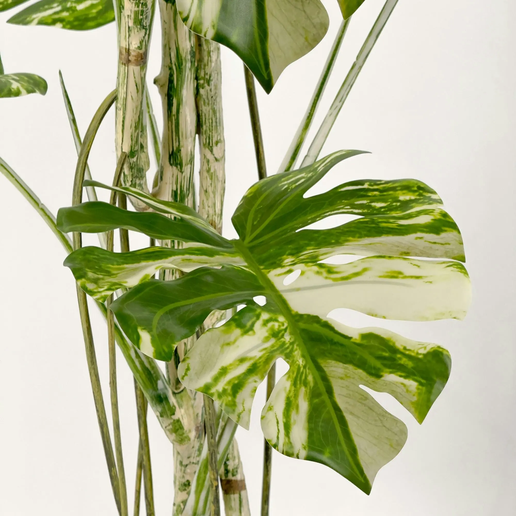 Large Artificial Variegated Monstera Deliciosa Plants 180cm