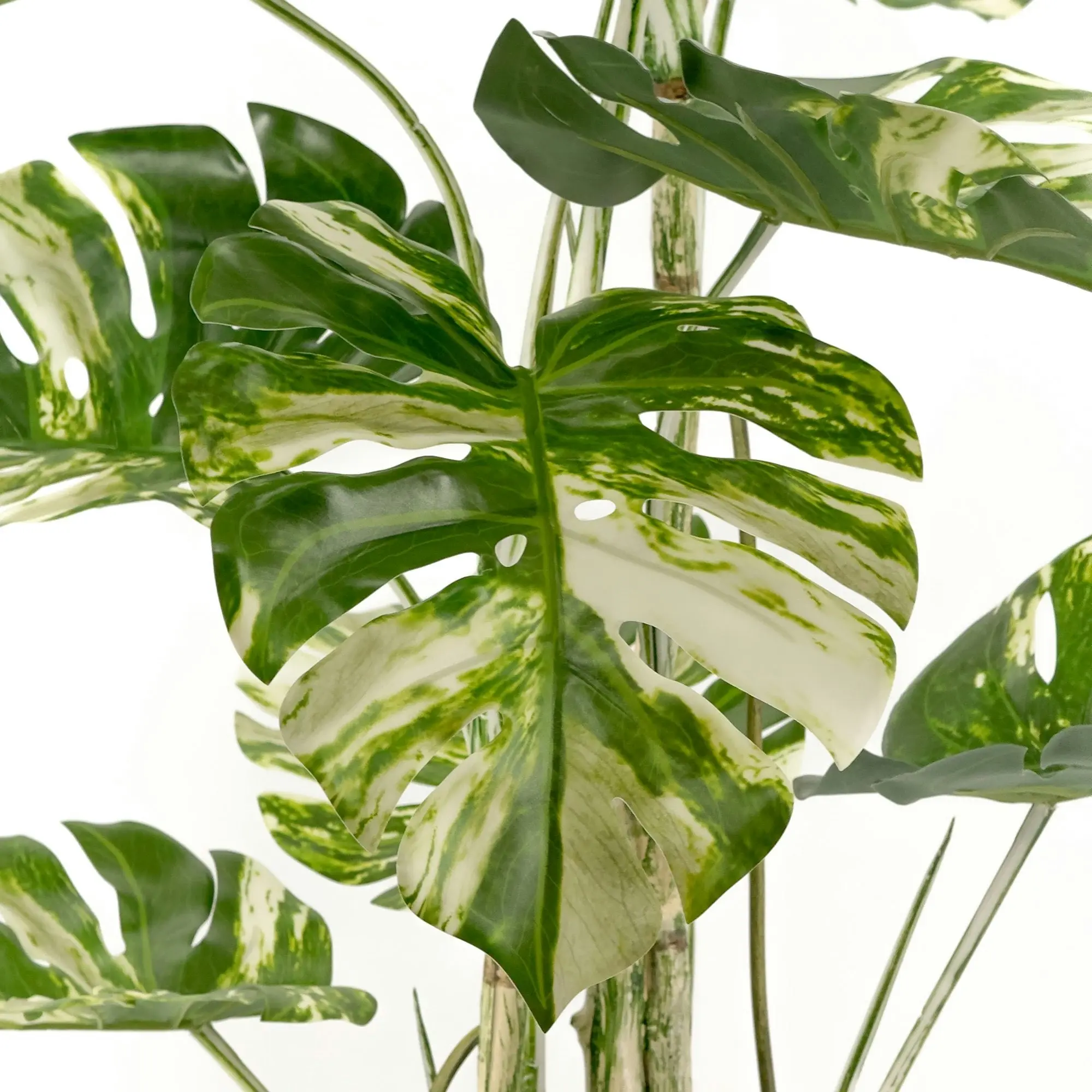 Large Artificial Variegated Monstera Deliciosa Plants 180cm