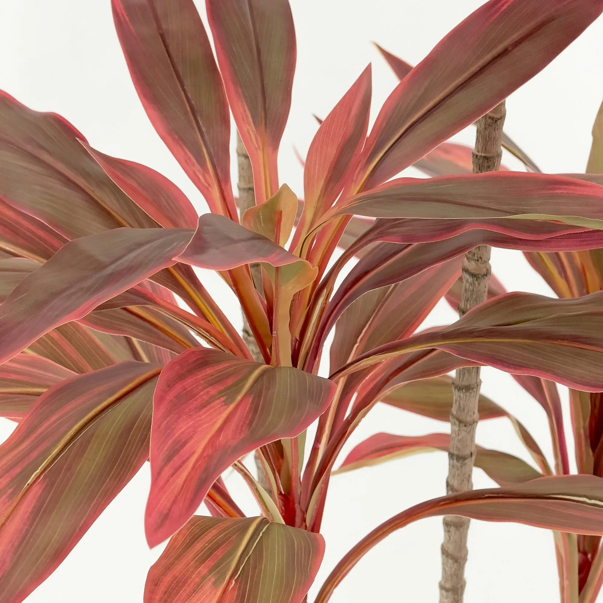 Large Artificial Plants - Dracaena Tree with red leaves 180cm