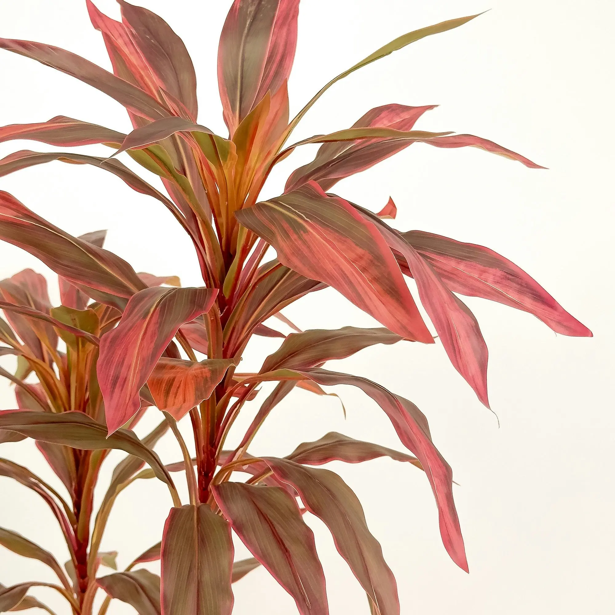 Large Artificial Plants - Dracaena Tree with red leaves 180cm