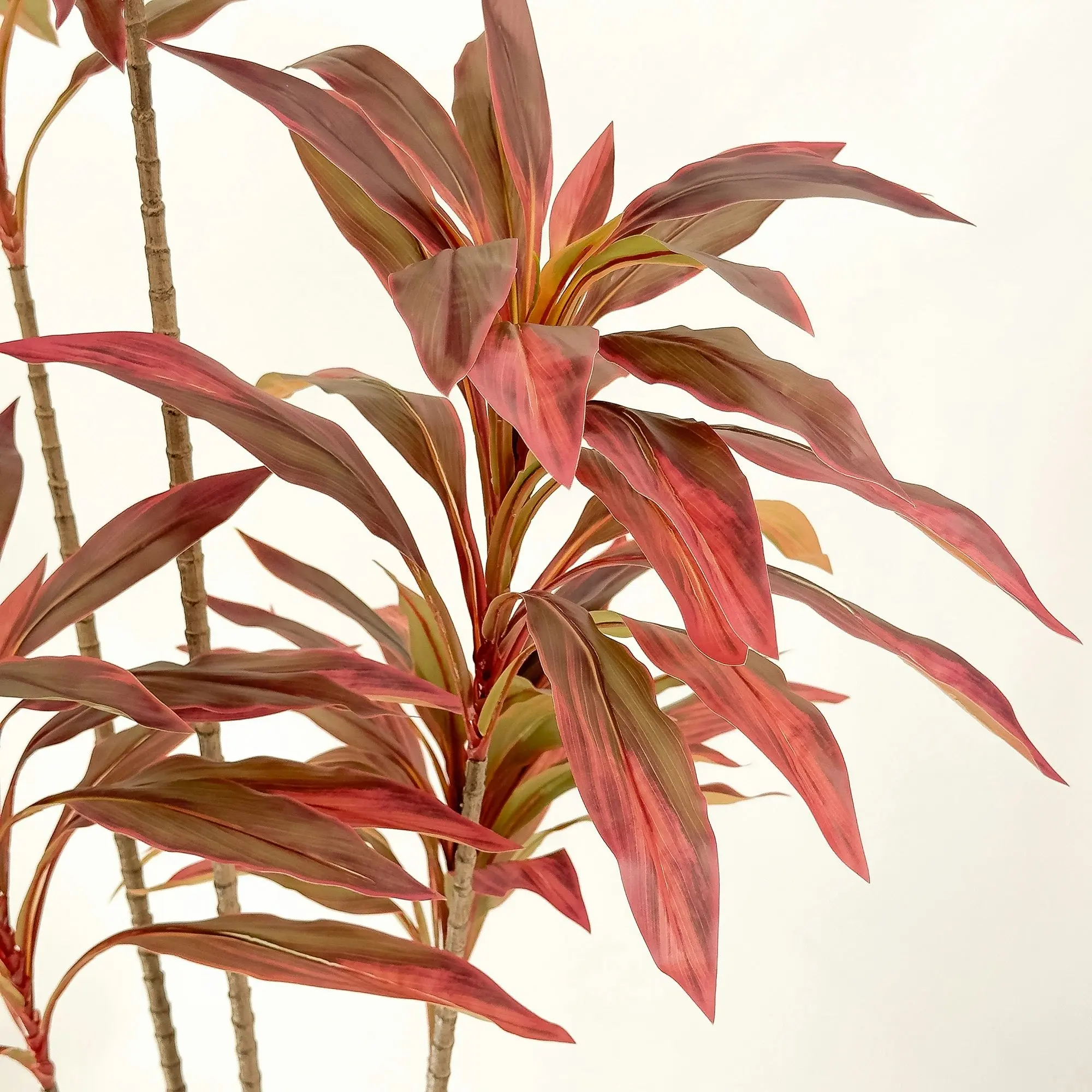 Large Artificial Plants - Dracaena Tree with red leaves 180cm