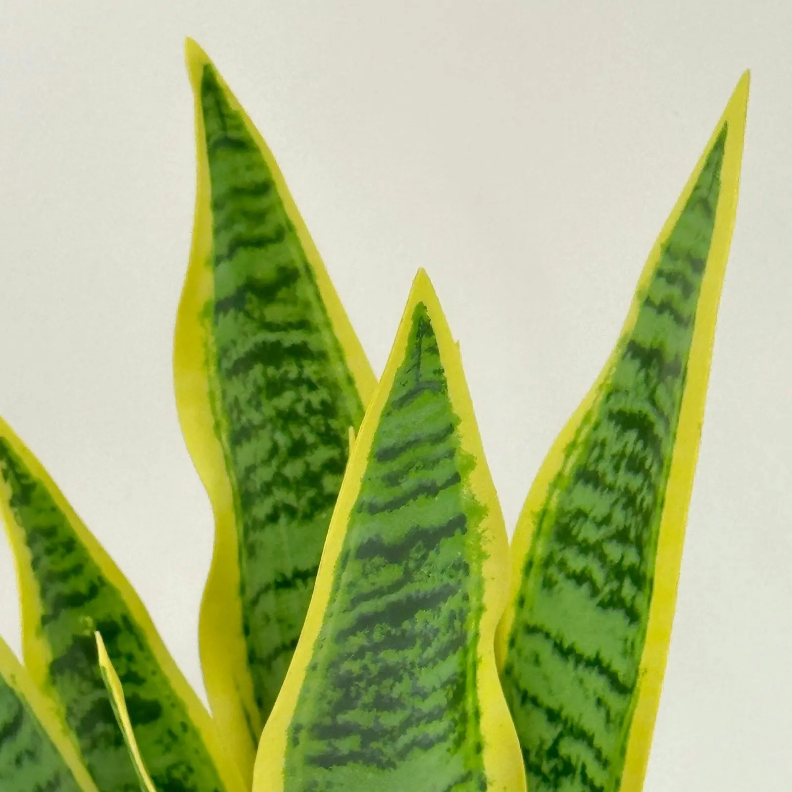 Artificial Plants - Sansevieria 47cm