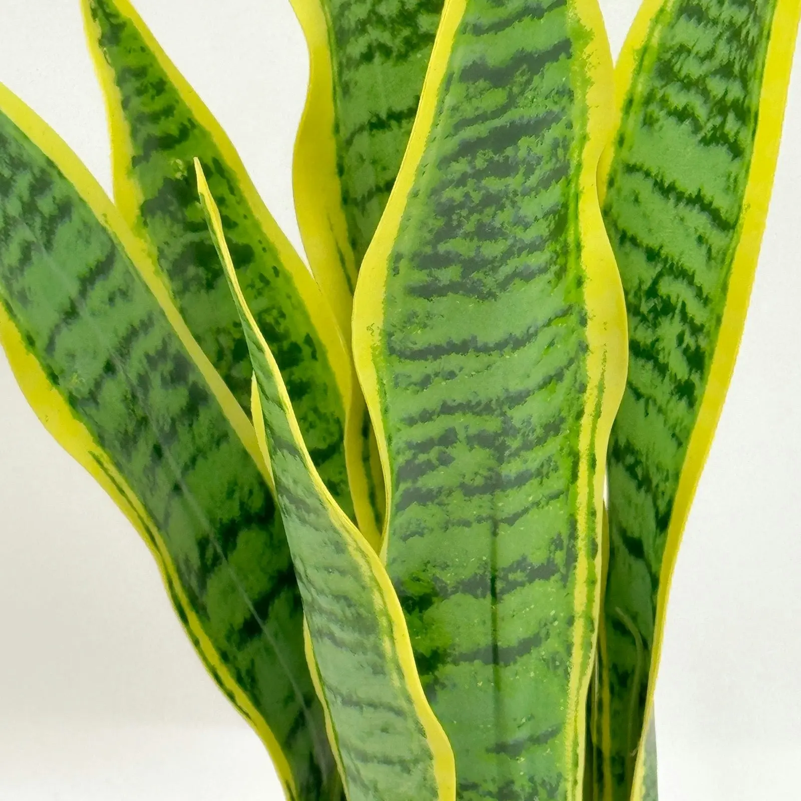 Artificial Plants - Sansevieria 47cm