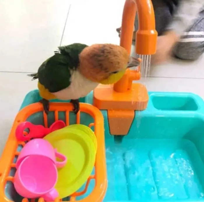 Battery operated automatic bird bath with toys