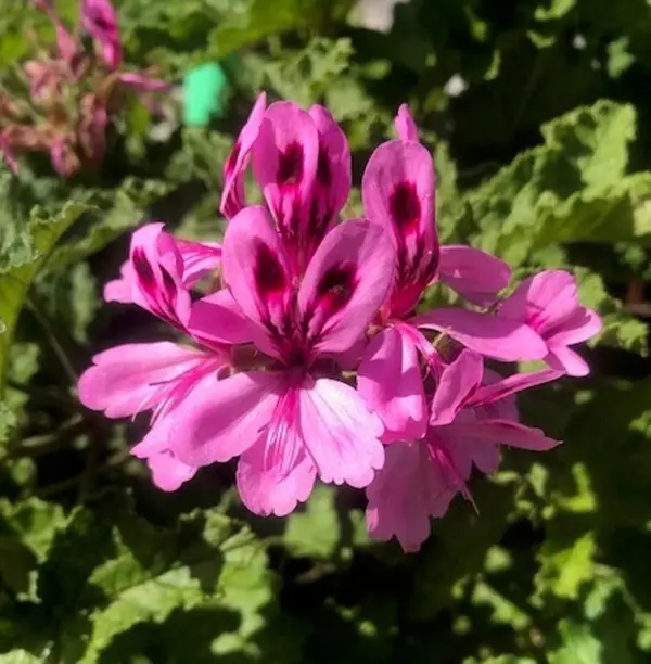 Geranium/Pelargonium Citronella cuttings or potted plant..