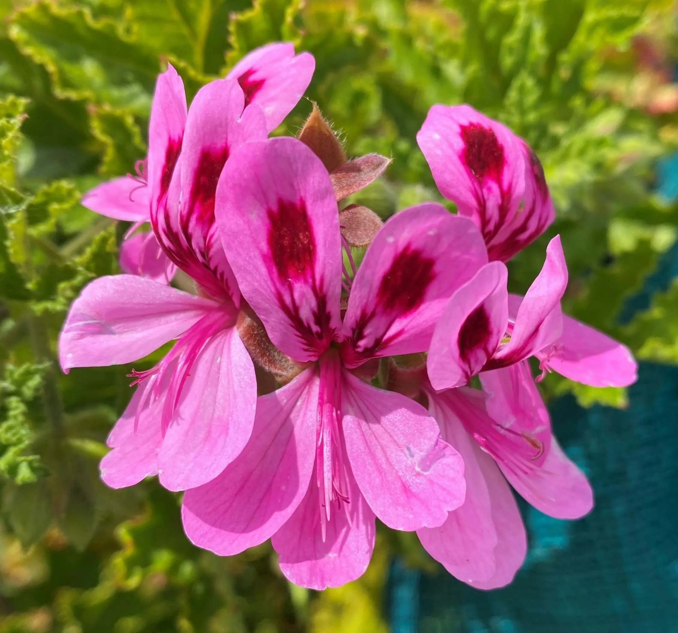 Geranium/Pelargonium Citronella cuttings or potted plant..