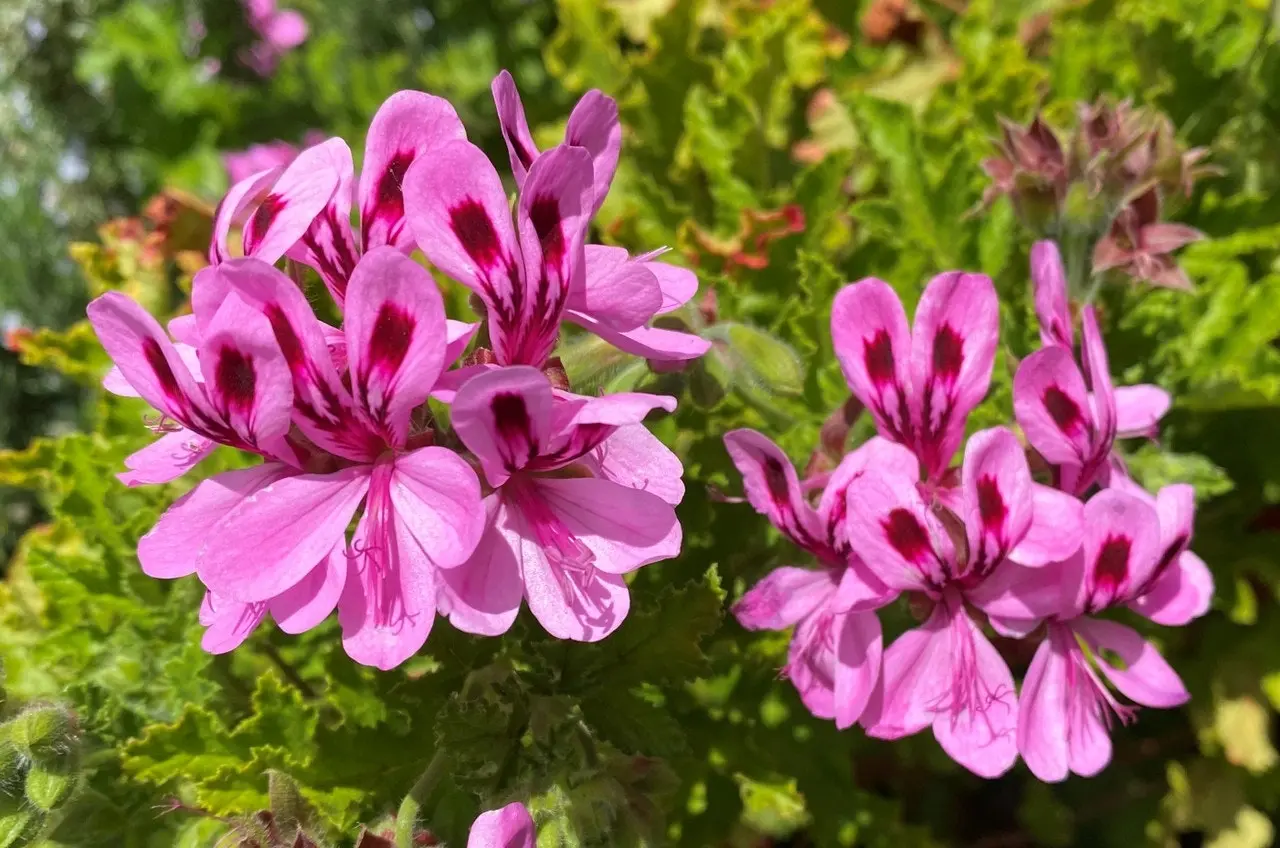 Geranium/Pelargonium Citronella cuttings or potted plant..