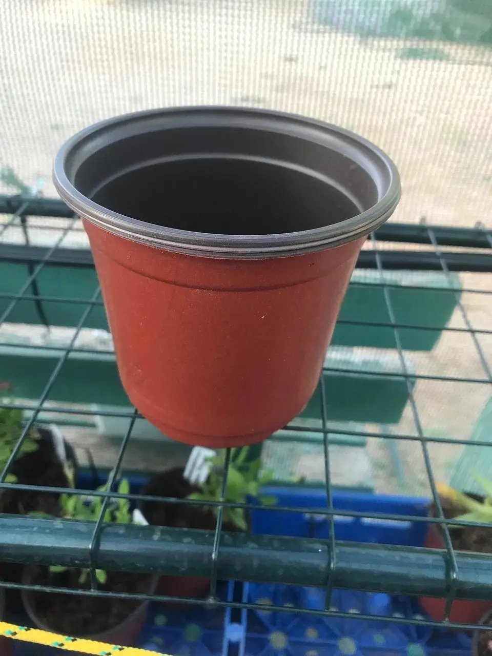 Geranium/Pelargonium Citronella cuttings or potted plant..