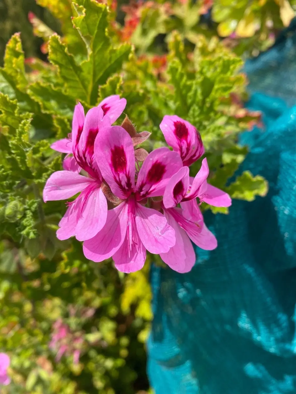 Geranium/Pelargonium Citronella cuttings or potted plant..