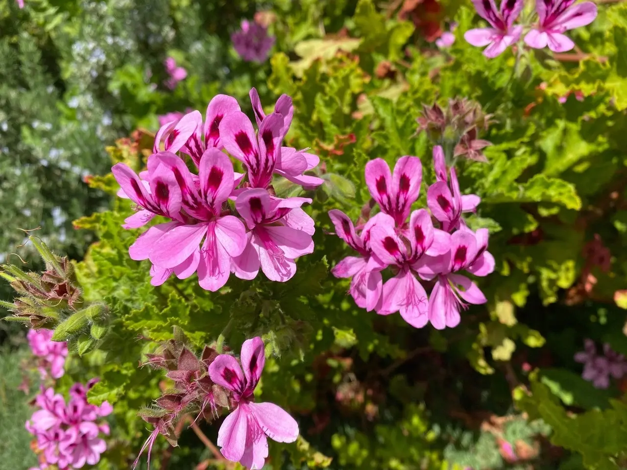 Geranium/Pelargonium Citronella cuttings or potted plant..