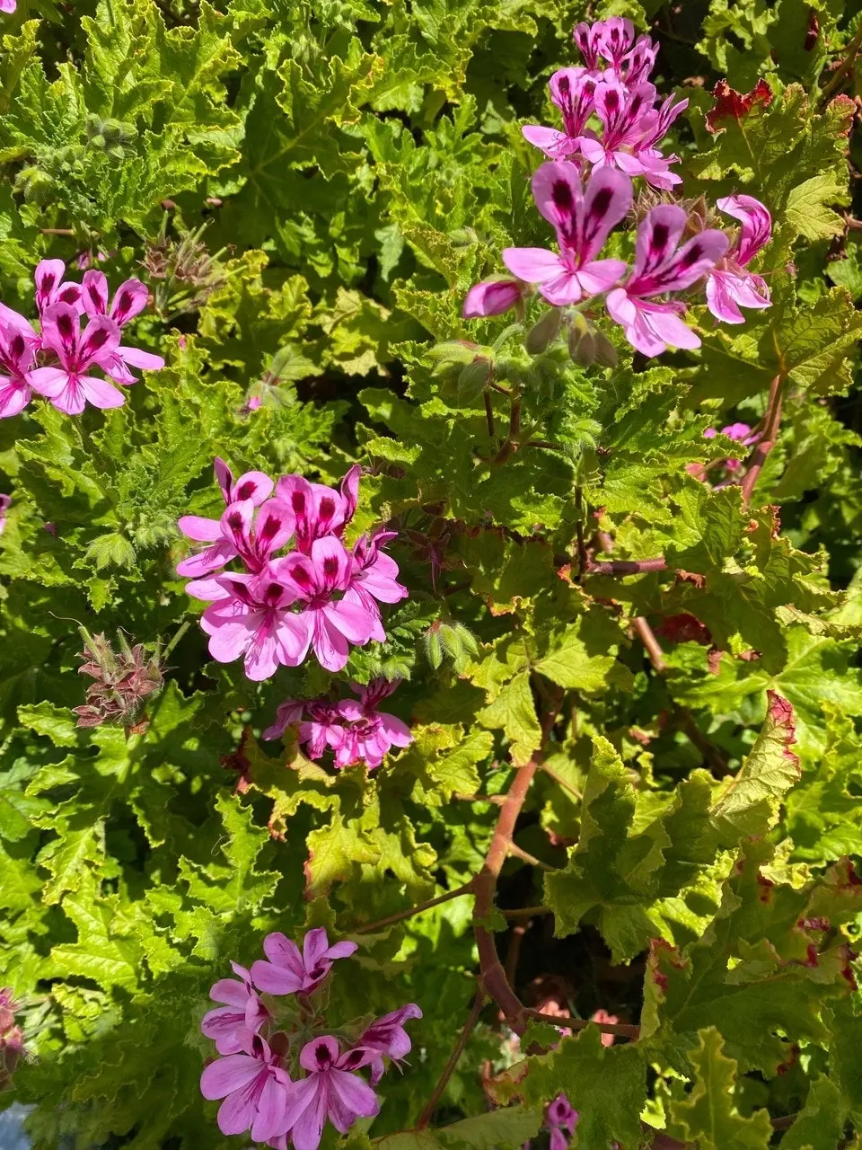 Geranium/Pelargonium Citronella cuttings or potted plant..