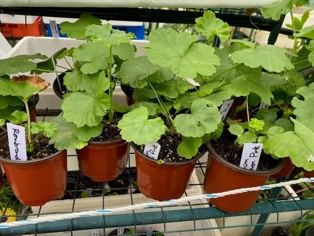 Geranium/Pelargonium Salmon Pink Potted Plants or Cuttings..