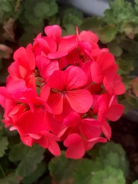 Geranium/Pelargonium Salmon Pink Potted Plants or Cuttings..