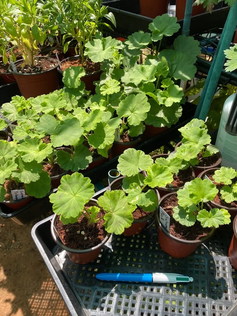 Geranium/Pelargonium Salmon Pink Potted Plants or Cuttings..