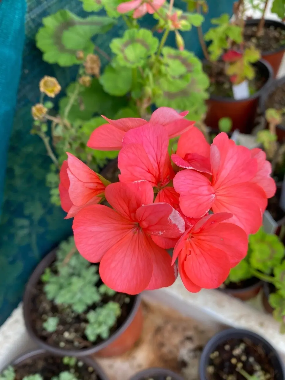 Geranium/Pelargonium Salmon Pink Potted Plants or Cuttings..