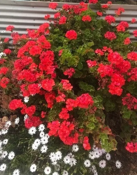 Geranium/Pelargonium Salmon Pink Potted Plants or Cuttings..