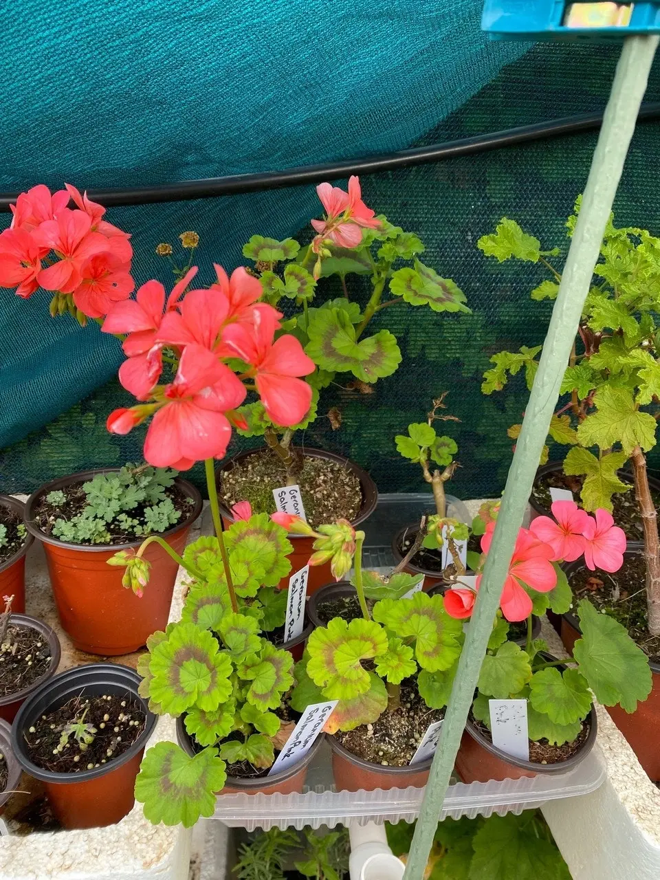 Geranium/Pelargonium Salmon Pink Potted Plants or Cuttings..