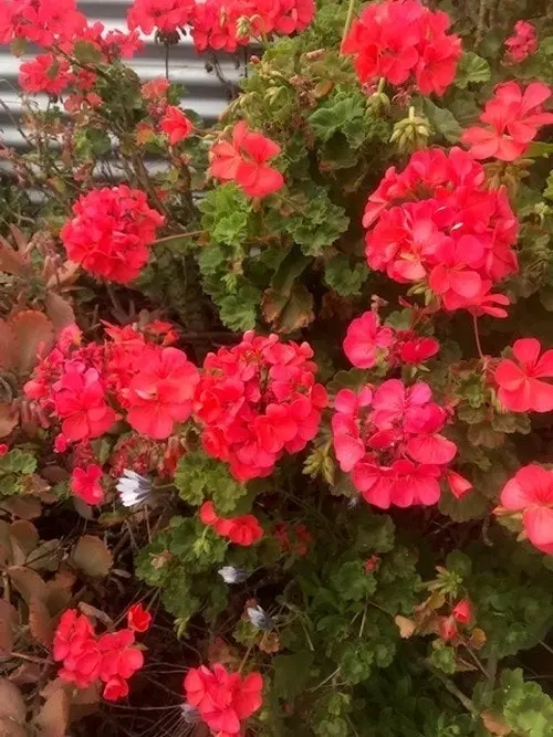 Geranium/Pelargonium Salmon Pink Potted Plants or Cuttings..