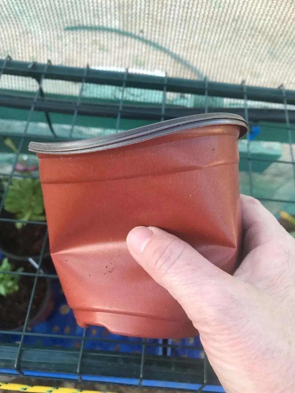 Geranium/Pelargonium Salmon Pink Potted Plants or Cuttings..