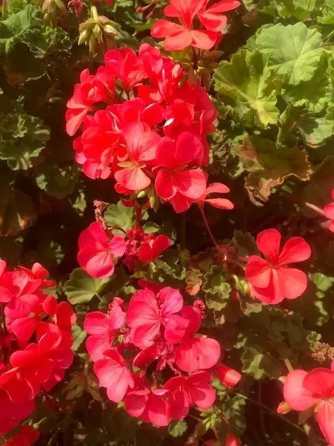 Geranium/Pelargonium Salmon Pink Potted Plants or Cuttings..