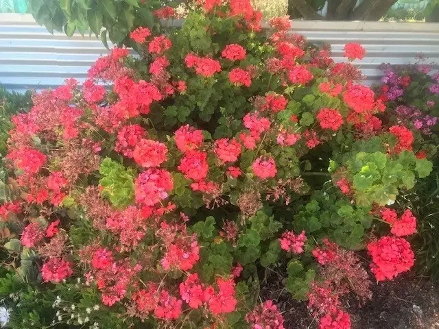 Geranium/Pelargonium Salmon Pink Potted Plants or Cuttings..