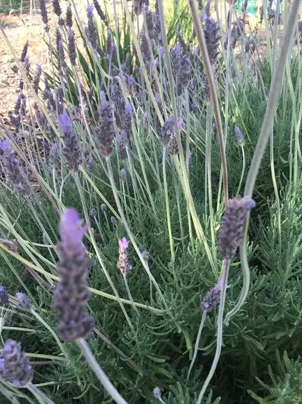 Lavender Plant in Pot Mt Lofty, Potted or Root Stock