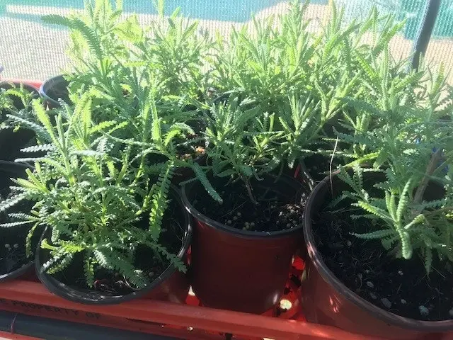 Lavender Plant in Pot Mt Lofty, Potted or Root Stock