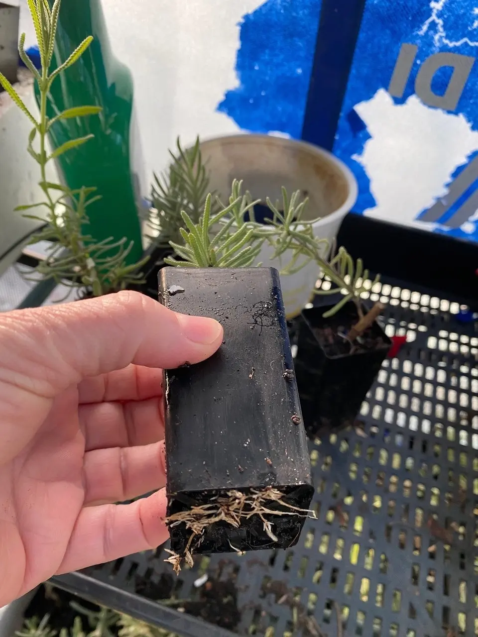 Lavender Plant in Pot Mt Lofty, Potted or Root Stock