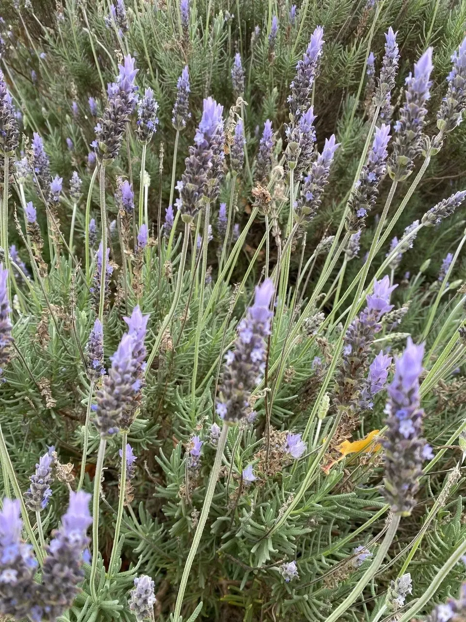 Lavender Plant in Pot Mt Lofty, Potted or Root Stock