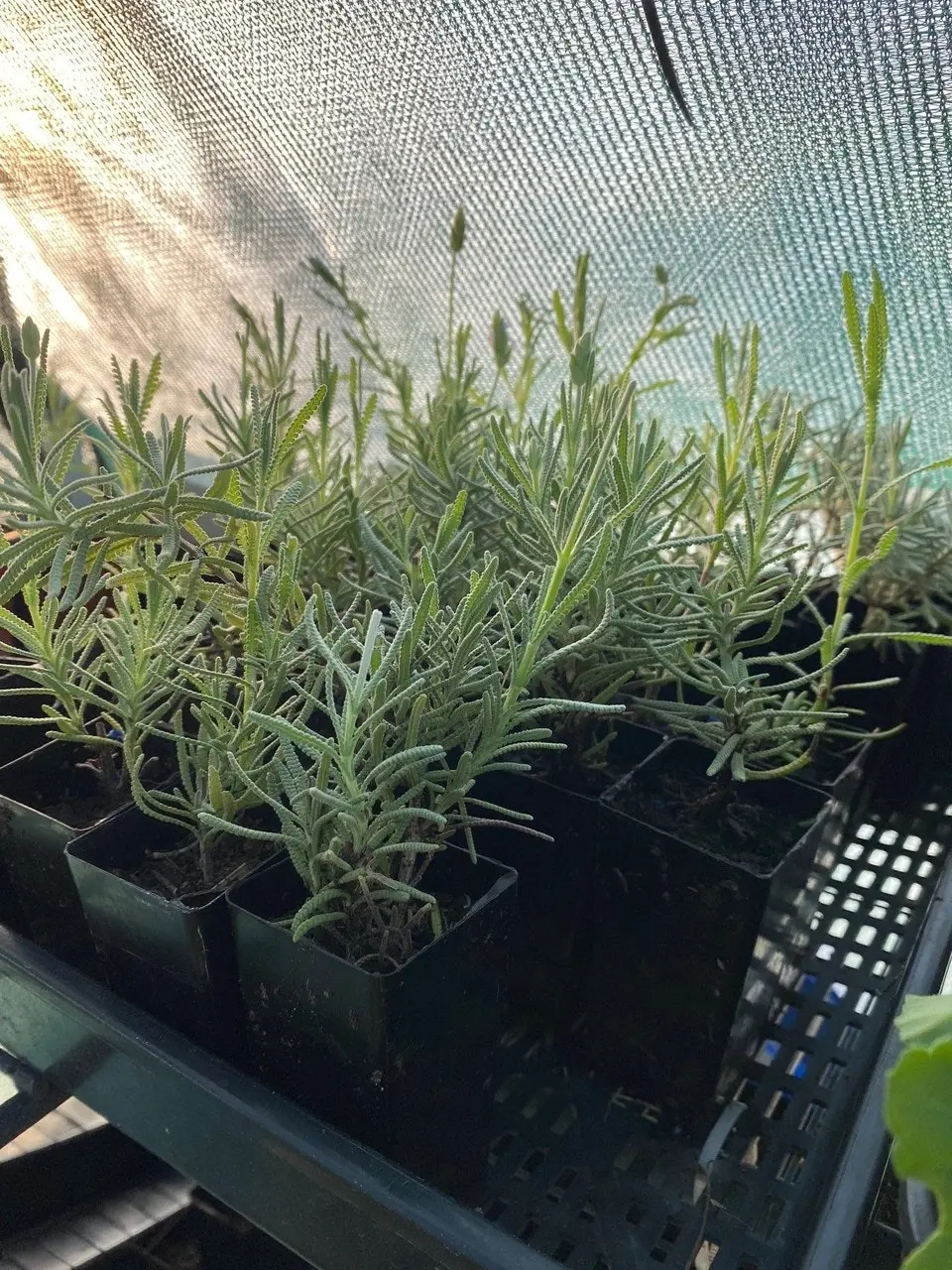 Lavender Plant in Pot Mt Lofty, Potted or Root Stock