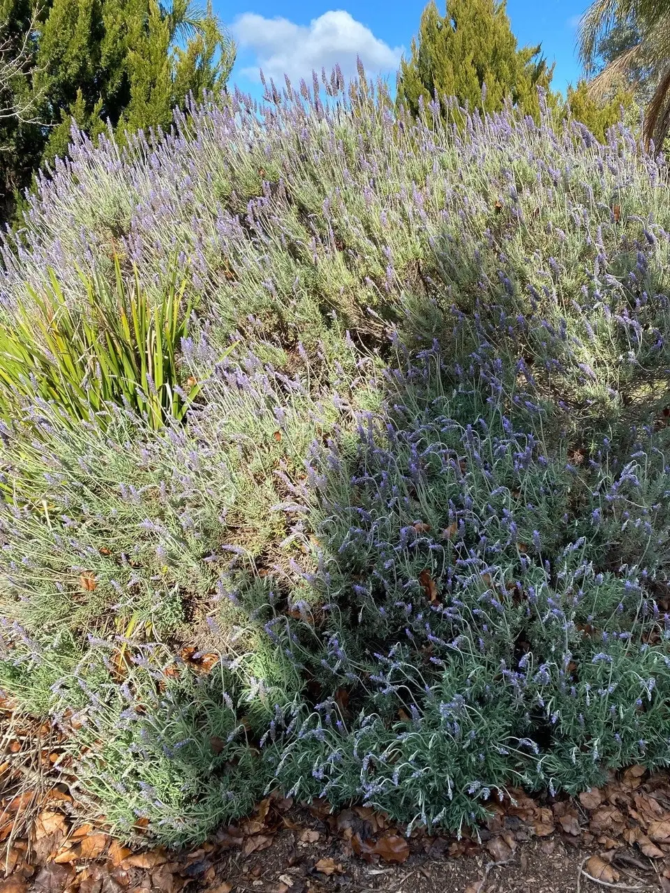 Lavender Plant in Pot Mt Lofty, Potted or Root Stock