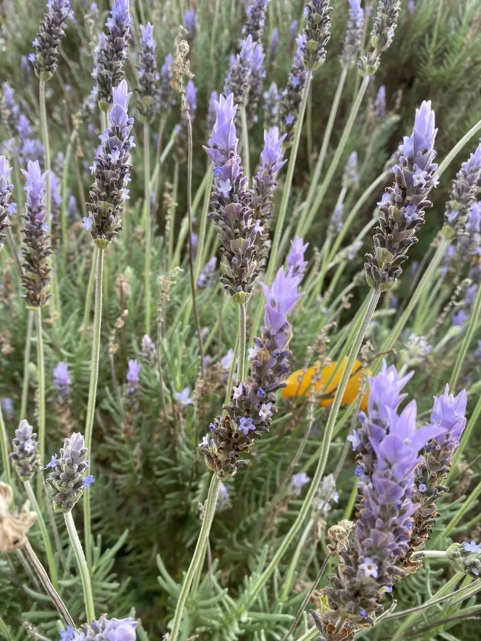 Lavender Plant in Pot Mt Lofty, Potted or Root Stock