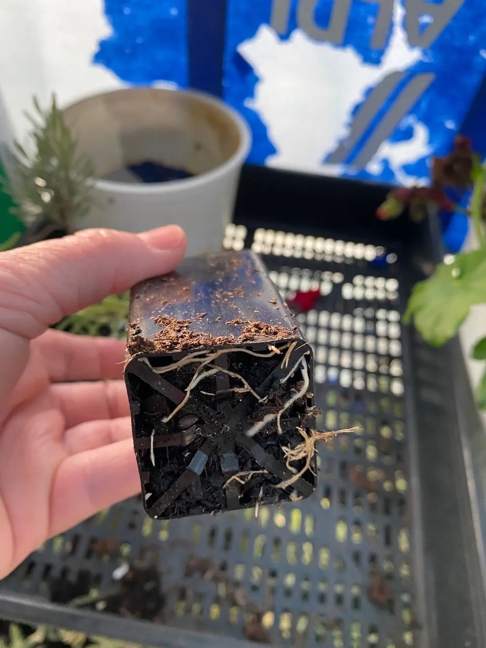 Lavender Plant in Pot Mt Lofty, Potted or Root Stock