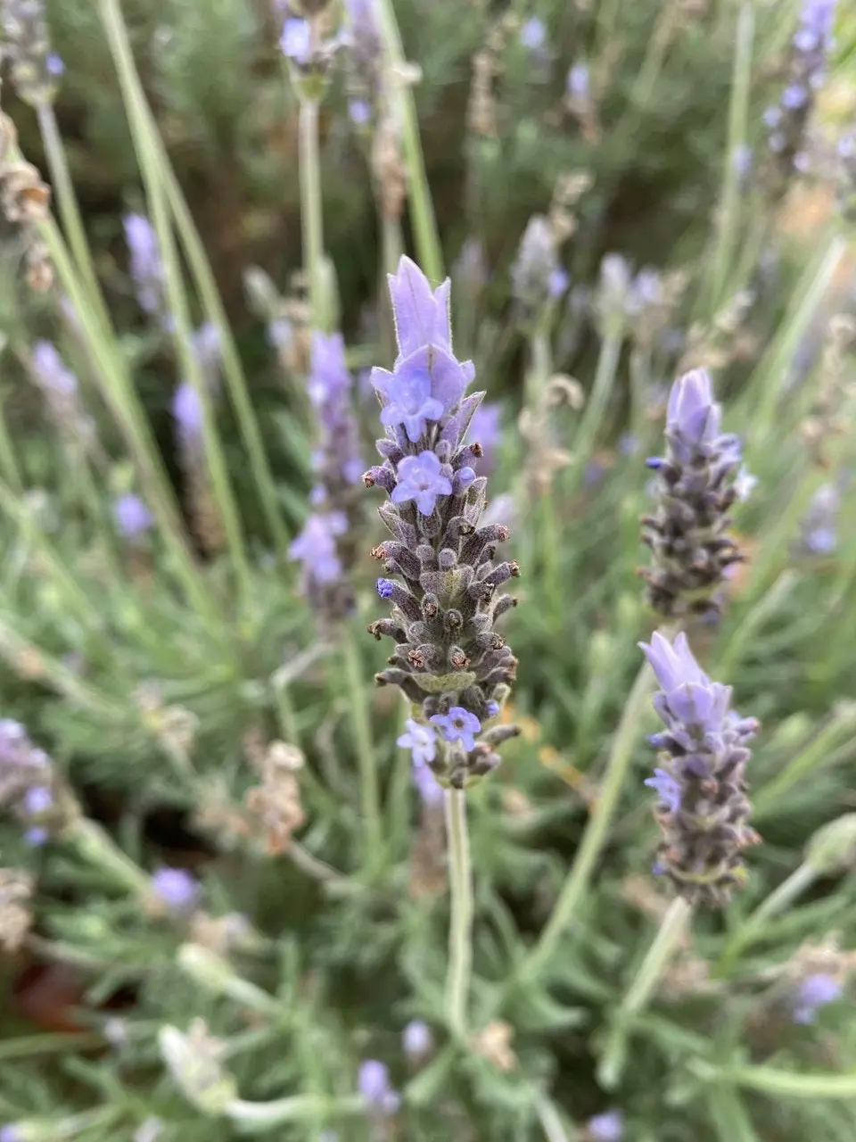 Lavender Plant in Pot Mt Lofty, Potted or Root Stock