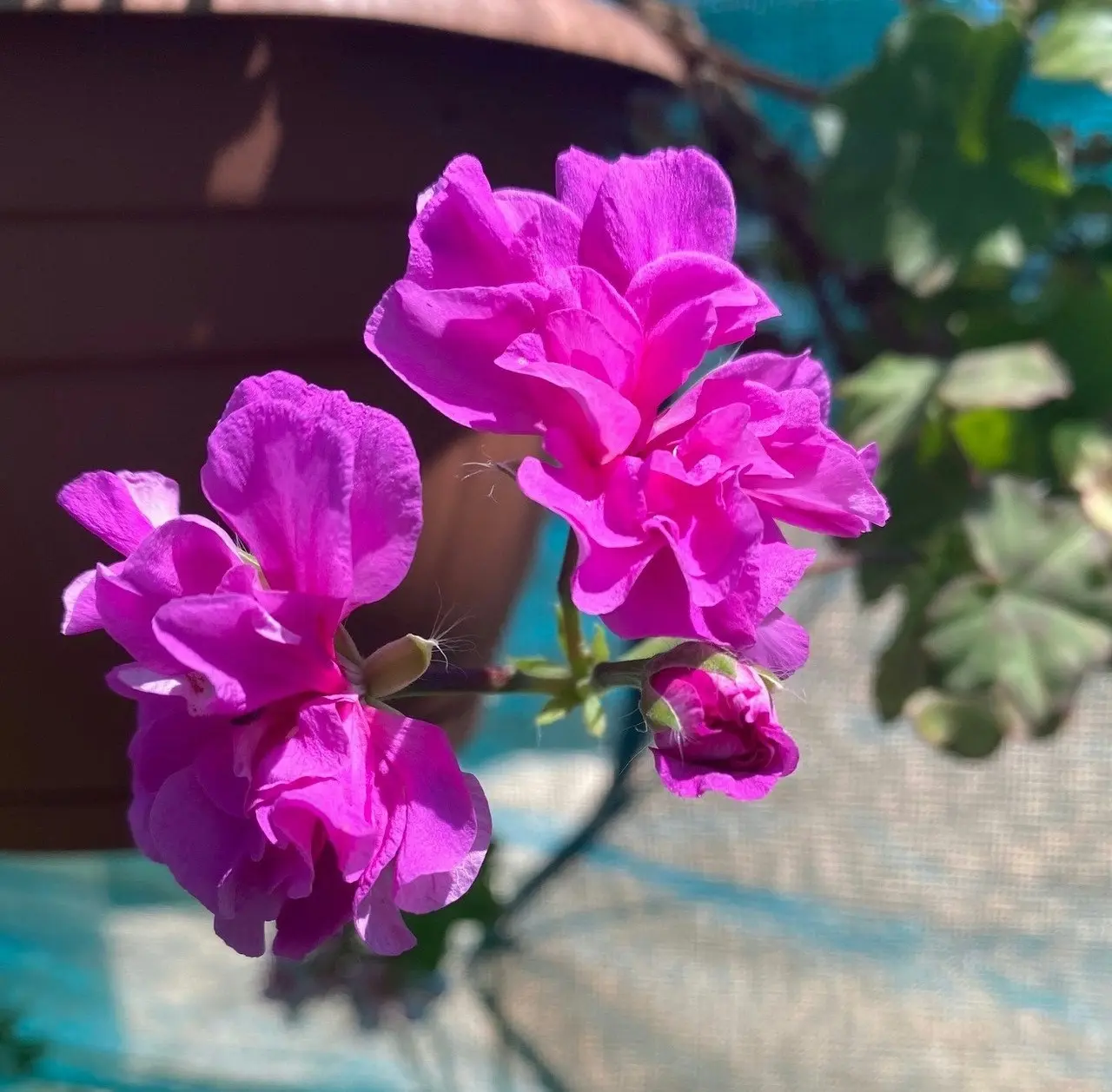 Ivy Geranium 'Lavender Girl'  Cuttings or Potted