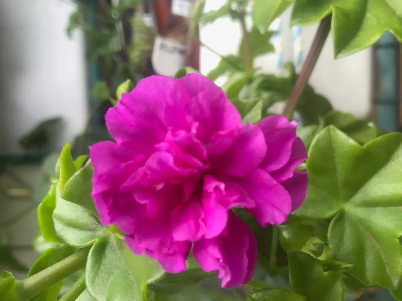 Ivy Geranium 'Lavender Girl'  Cuttings or Potted