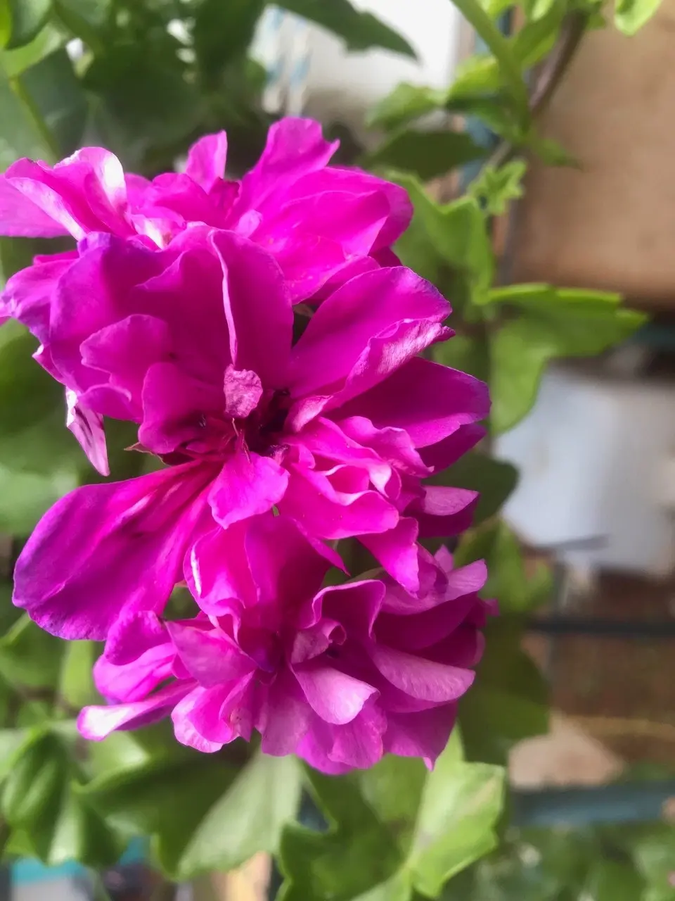 Ivy Geranium 'Lavender Girl'  Cuttings or Potted