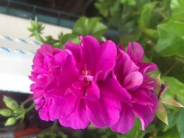 Ivy Geranium 'Lavender Girl'  Cuttings or Potted