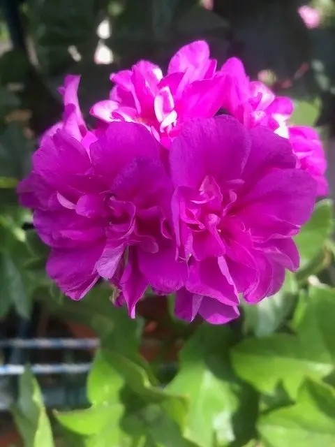 Ivy Geranium 'Lavender Girl'  Cuttings or Potted